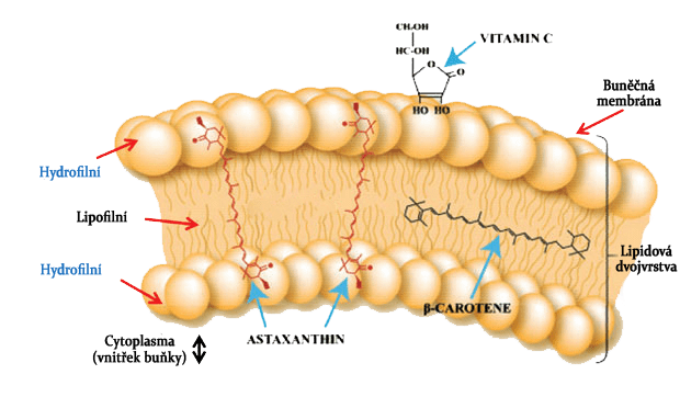 Molekula astaxanthinu